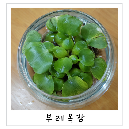 부레옥잠 물만 있어도 잘 자랄까? 수경재배식물 키우기 팁