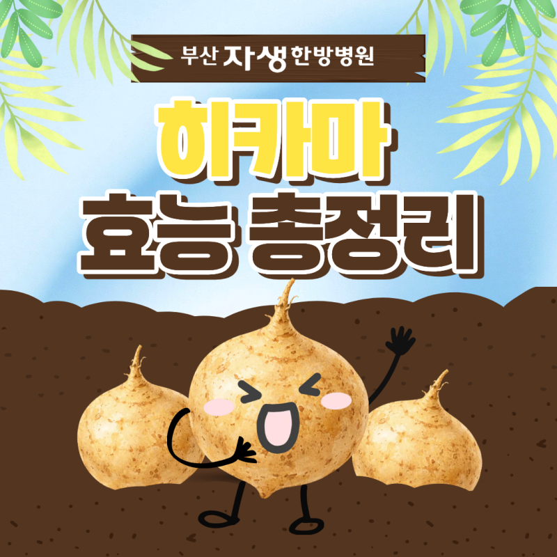 히카마 효능 총정리! 혈당 관리, 다이어트, 칼로리, 부작용까지