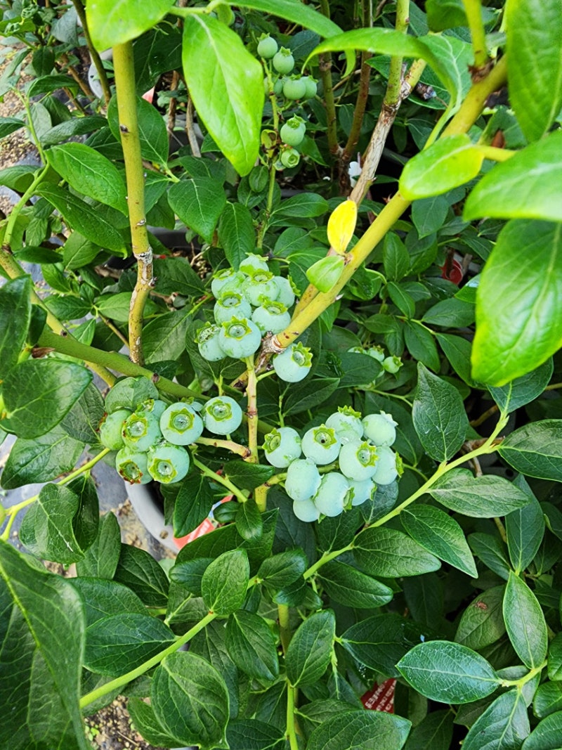 블루베리 품종 비교! 초보자에게 맞는 품종은? (매도우락/블루크롭/스타/듀크/뉴하노버/레가....