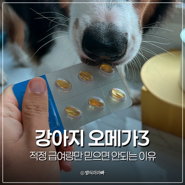 강아지 오메가3 항산화제 적정 급여량만 믿으면 안되는 이유