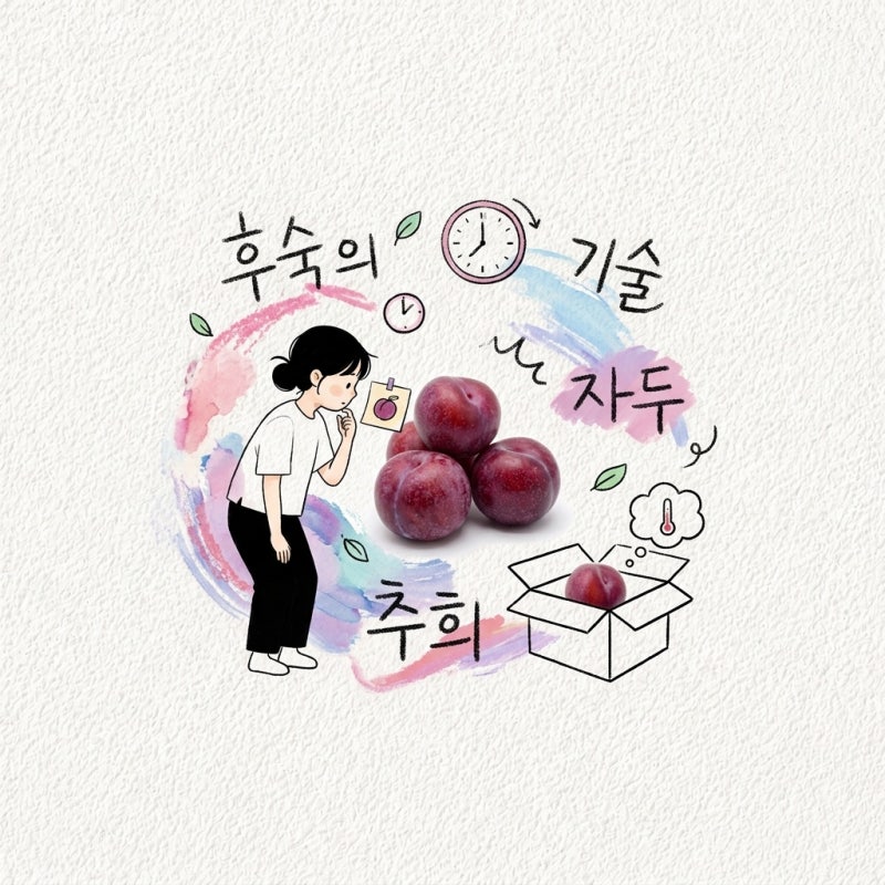 자두후숙 자두물러짐 추희자두