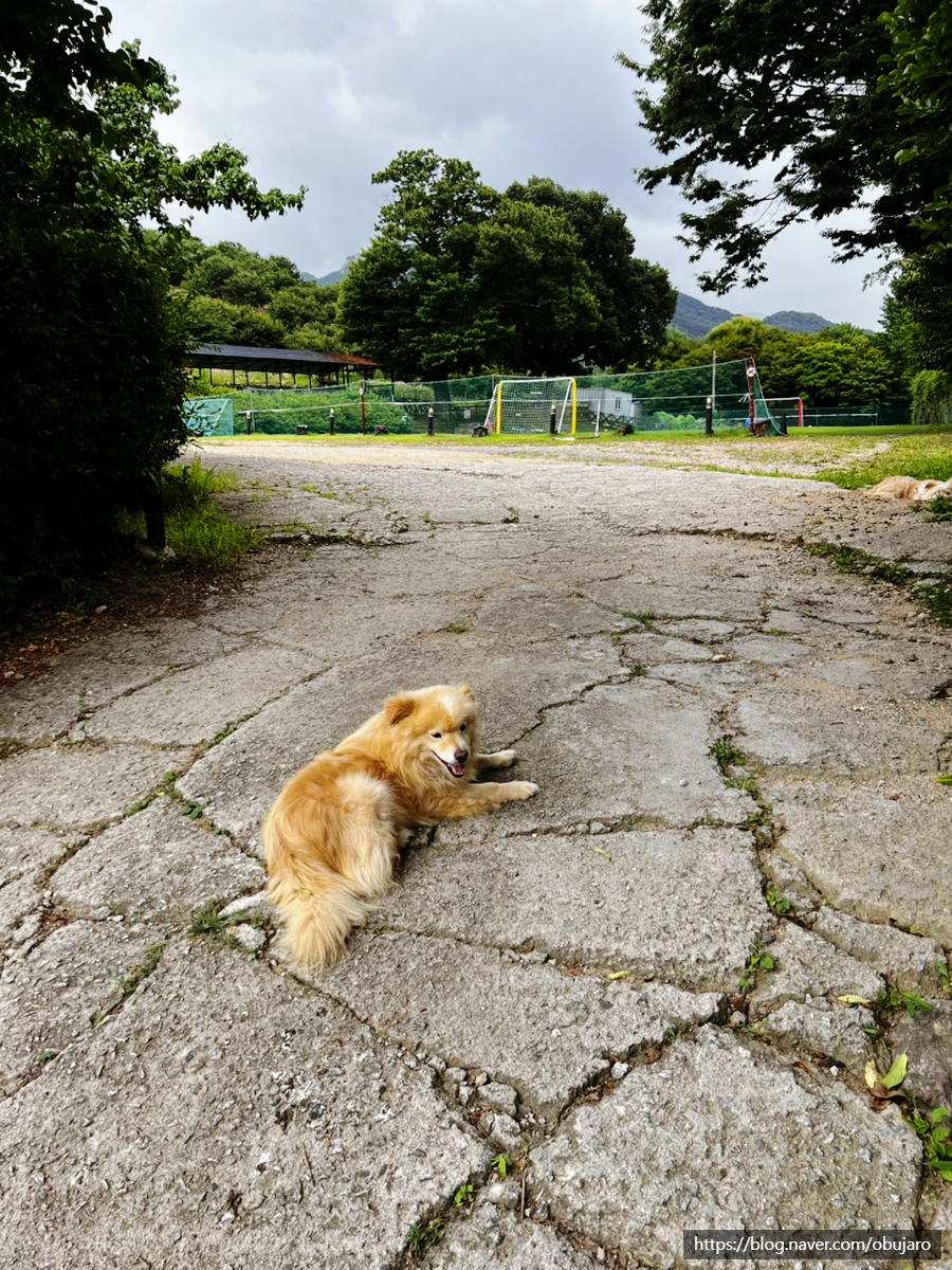 본가냉면 사진 4