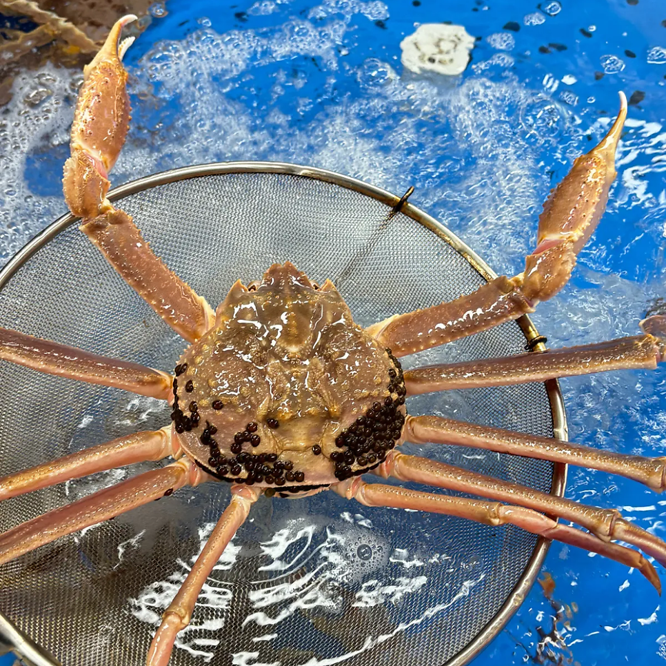 북평대게 사진 3