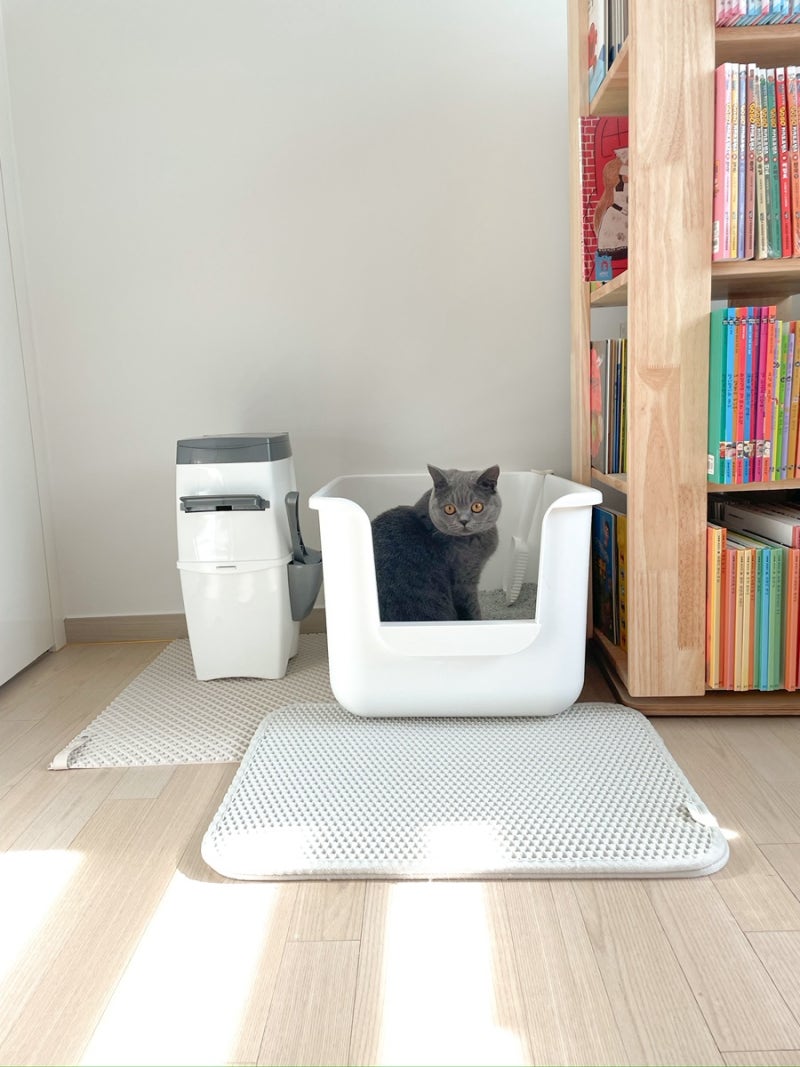 고양이 화장실 위치 고민, 거실에 두지 않게 된 이유