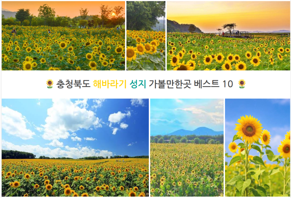 해바라기 사진 1