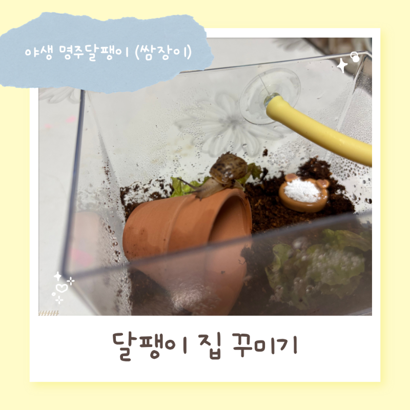 야생 명주달팽이 집 꾸미기 후기 (방달팽이연구소 구매)