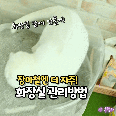 장마철 고양이 화장실 청소방법, 냄새 세균 모래까지 총정리!