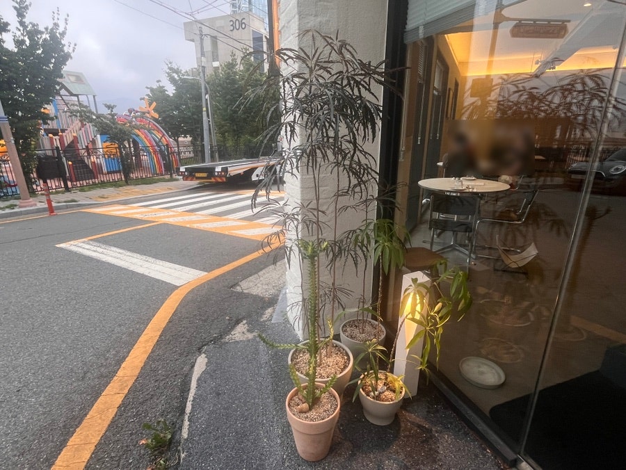 사비아 사진 6