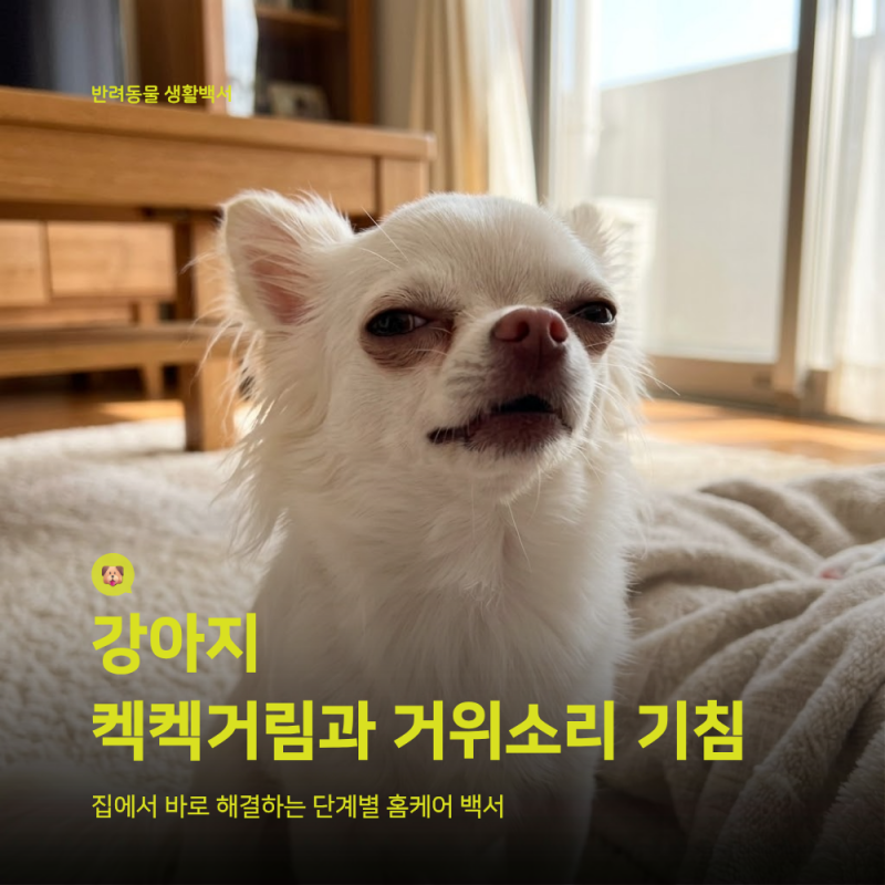 강아지 거위소리 꺽꺽 기침 원인｜기관지 협착증 단계별 증상, 홈케어 방법