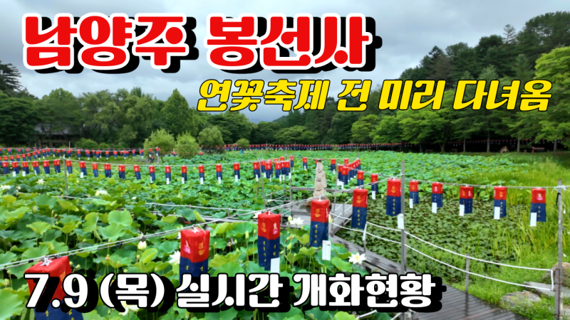 [남양주 봉선사 연꽃축제] 축제 개막 전 미리 다녀온 연꽃 실시간 개화현황! 서울근교 연꽃명....