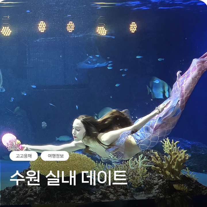 경기도 나들이 수원가볼만한곳 실내데이트 아쿠아플라넷 광교
