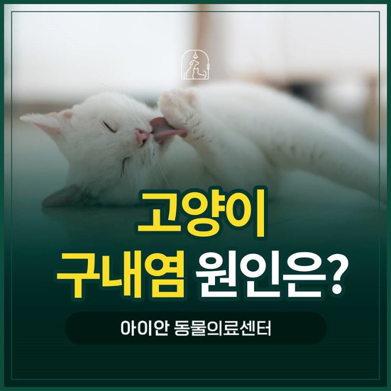 [암사동동물병원] 고양이구내염 초기 증상, 보호자가 알아야 할 신호
