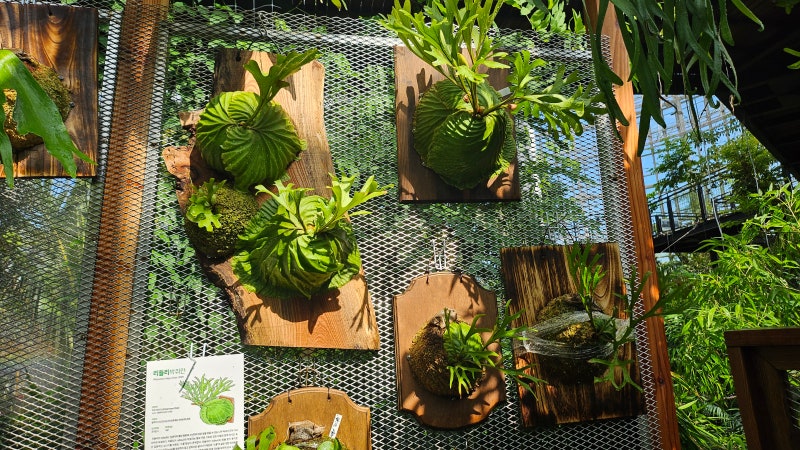 [박쥐란 시리즈] 리들리박쥐란 (Platycerium ridleyi) 키우기