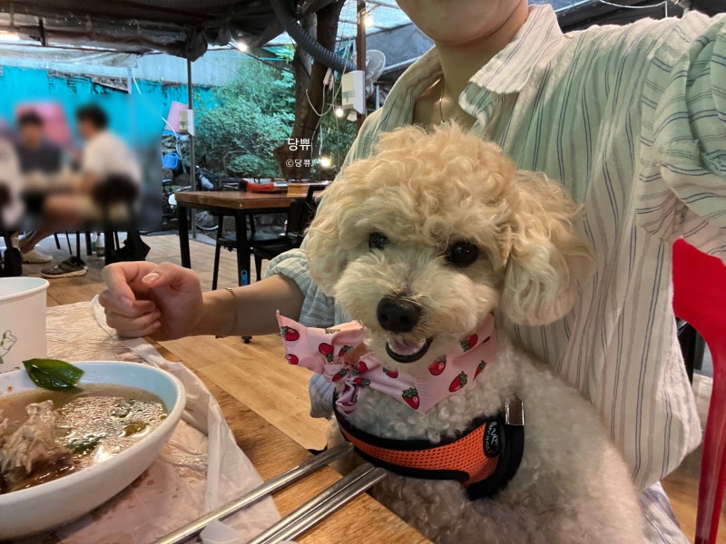 서울 근교 계곡 식당, 안양 폭포수 식당(애견동반 가능! 계곡 연결 식당! 주차 및 예약 정보)