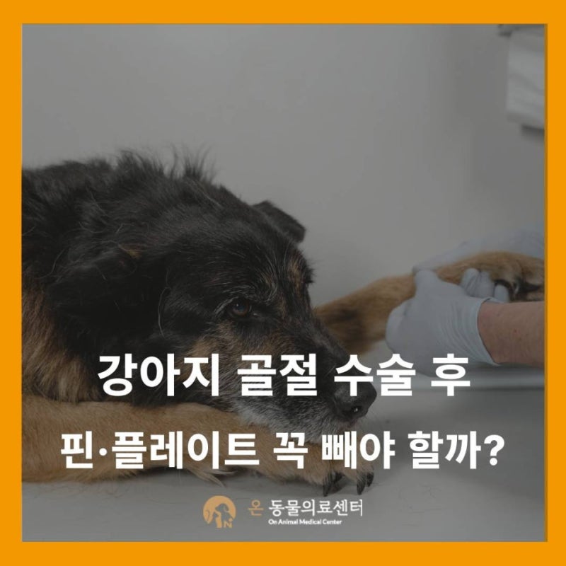 강아지 골절 수술 후 핀·플레이트 제거, 꼭 해야 하나요? 시기와 회복 관리 - 기흥 외과 전문 ....
