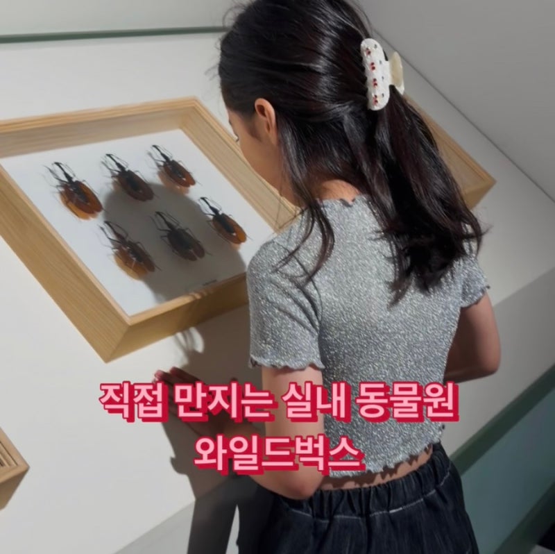 인천 가볼만한 곳 실내박물관 곤충, 동물 체험까지 가능한 와일드벅스 후기