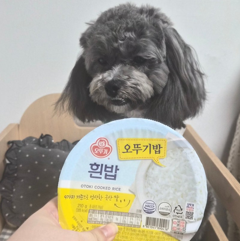 강아지 누룽지, 쌀밥 급여법 잘못 알면 독이 될 수 있습니다