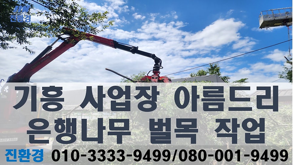 은행나무 사진 1