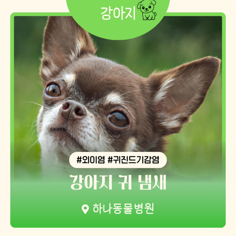 강아지 귀 냄새의 대표적인 원인 4가지