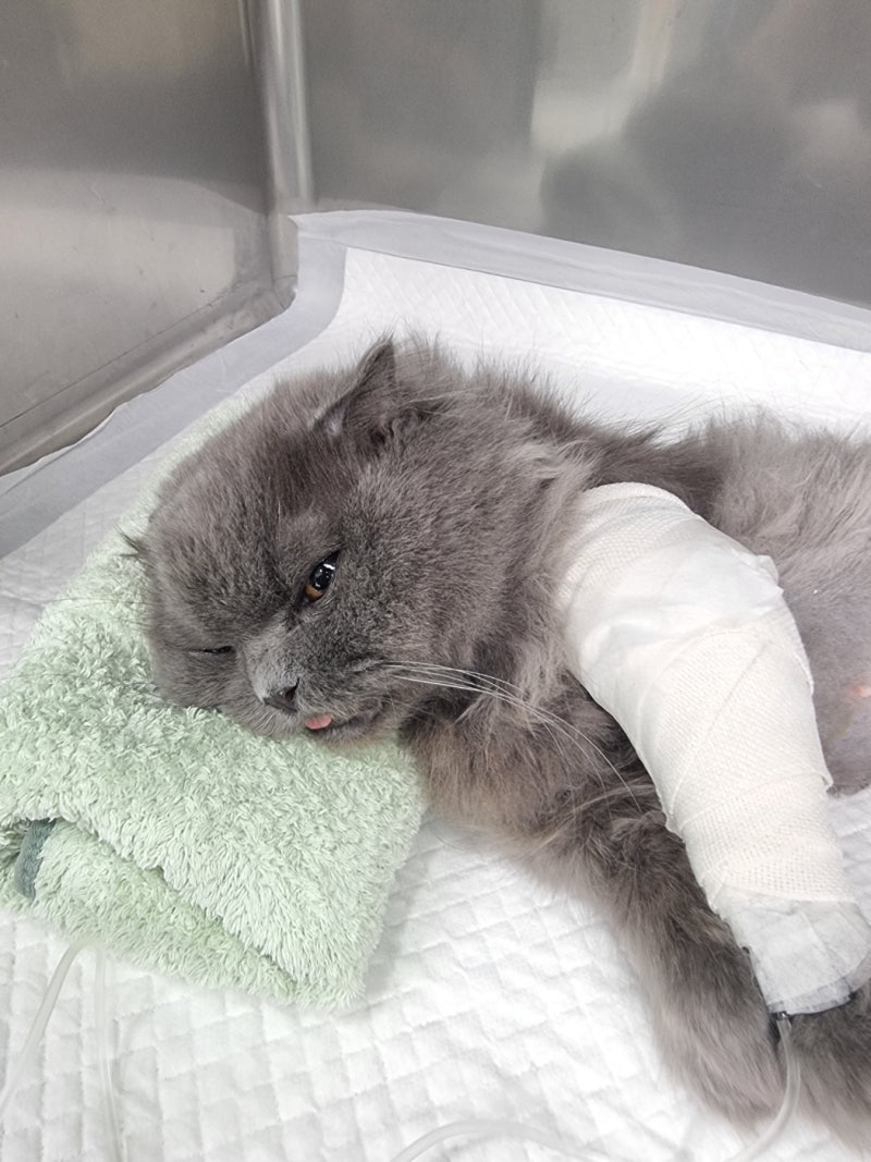 고양이 유선종양, 악성유선종양,고양이종양,고양이중성화,김포동물병원,미소동물의료센터,....