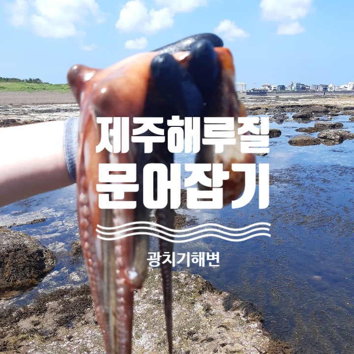 제주 문어해루질 성공기! 광치기해변 마이너스 물때 맞춰가서 맨손으로 문어 주운 썰