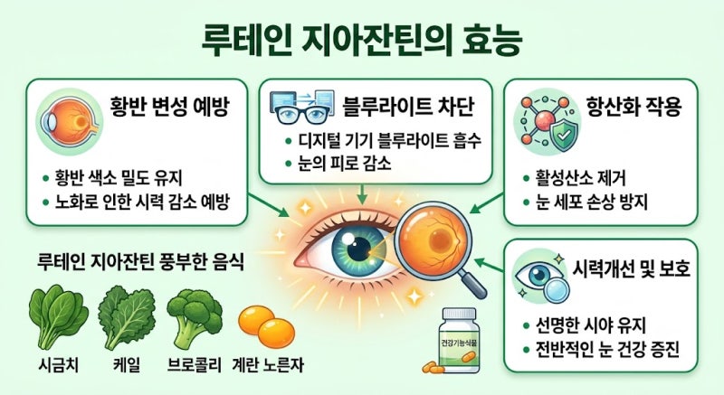 루테인·지아잔틴에 대한 흔한 오해와 진실