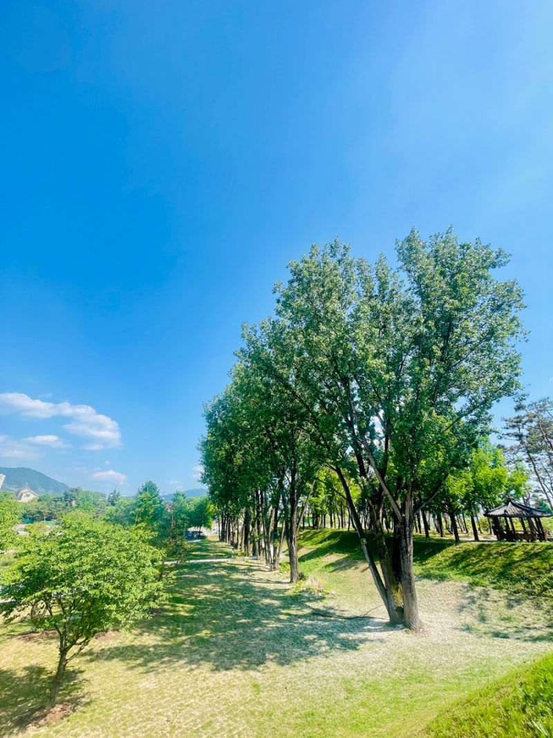 충주 계명산 자연휴양림 주목나무 / 충주아쿠아리움 / 맛집 후기 (26년5월)