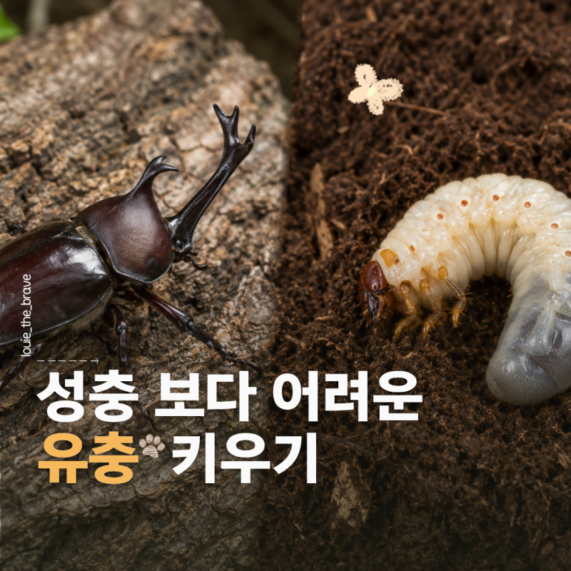 장수풍뎅이 키우기, 성충보다 어려운 애벌레 관리