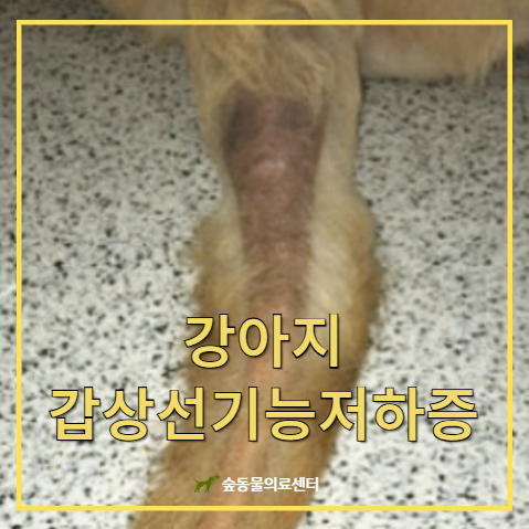 강아지 갑상선기능저하증 [반려동물 질병정보/대전동물병원 숲]