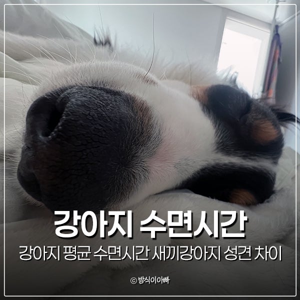 강아지 평균 수면시간 새끼강아지 성견 차이
