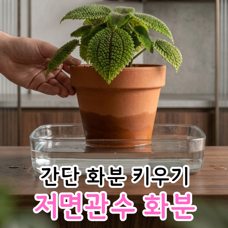 저면관수 하는 방법과 키울 수 있는 식물 화분