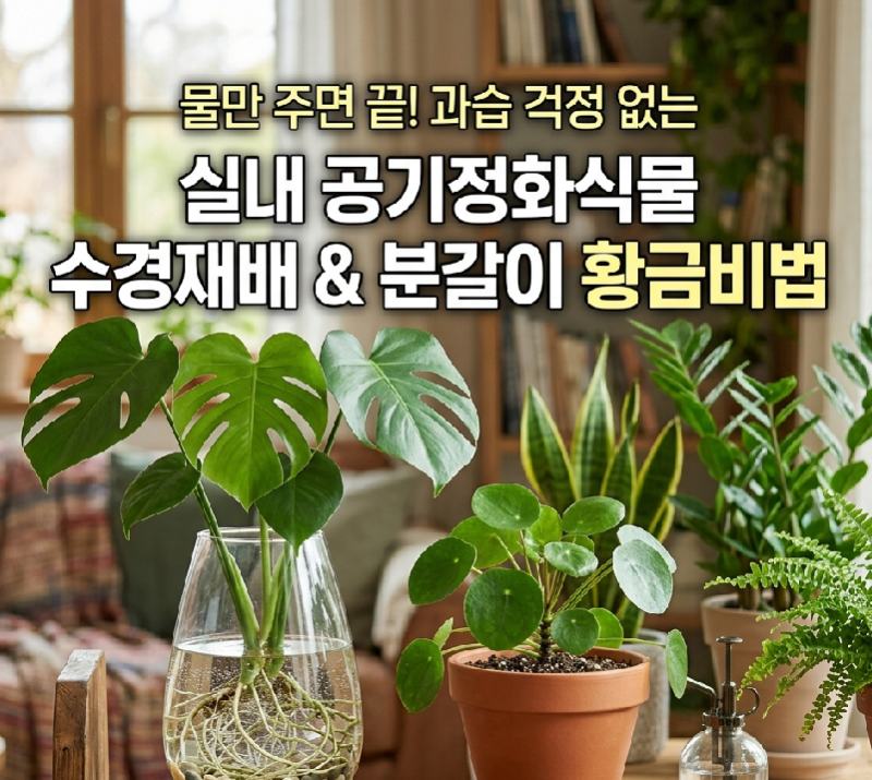 실내 공기정화식물 수경재배 종류와 거실 인테리어 화분 분갈이 요령