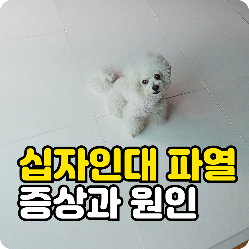 강아지 십자인대 파열 증상 원인, 일생의 절반을 흔들 수도 있는 무서운 초기 신호