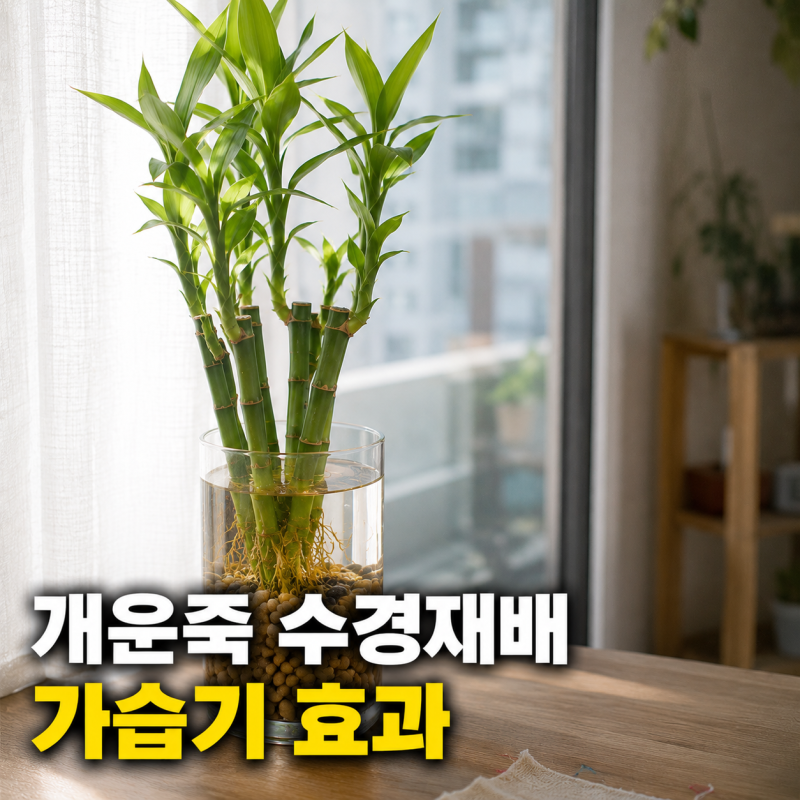 가습기 대신 키우는 개운죽 수경재배, 액체 영양제 투입 시기