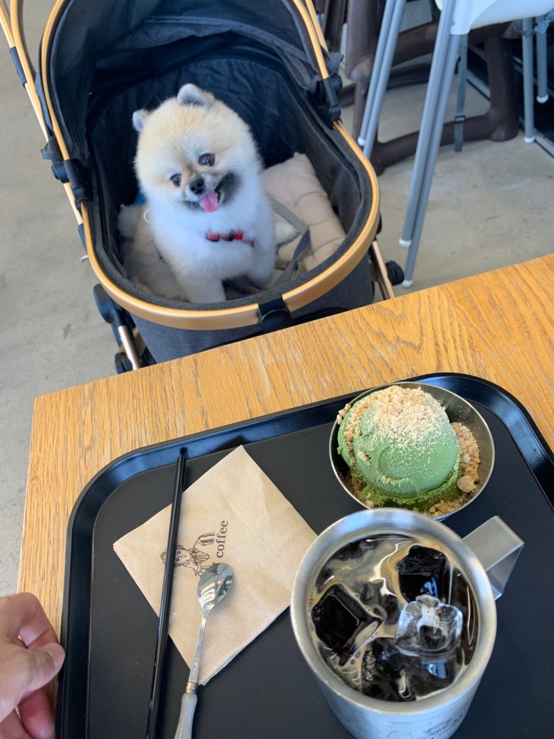강원도 양양 애견동반 카페 고민이라면 여기부터 보세요(물치해변 PEI COFFEE)