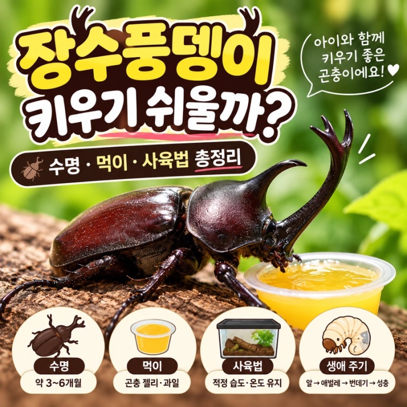 아들맘이라면 주목! 장수풍뎅이 수명부터 먹이까지 초보 사육 가이드