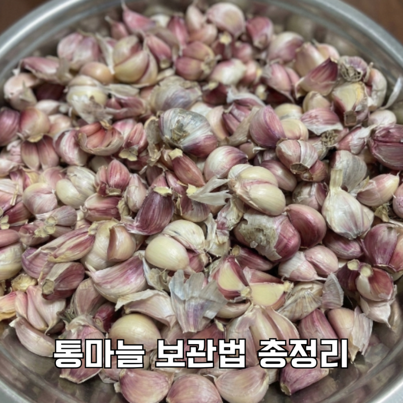 통마늘 손질해서 보관하는 방법 곰팡이 없이 오래 두는 법