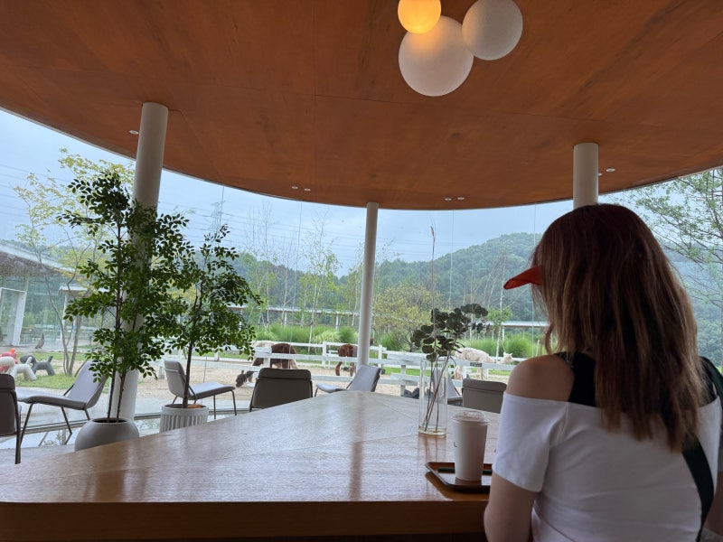 [가평 가볼만한곳] 가평 양떼목장 카페 클라우드힐 알파카 보며 힐링