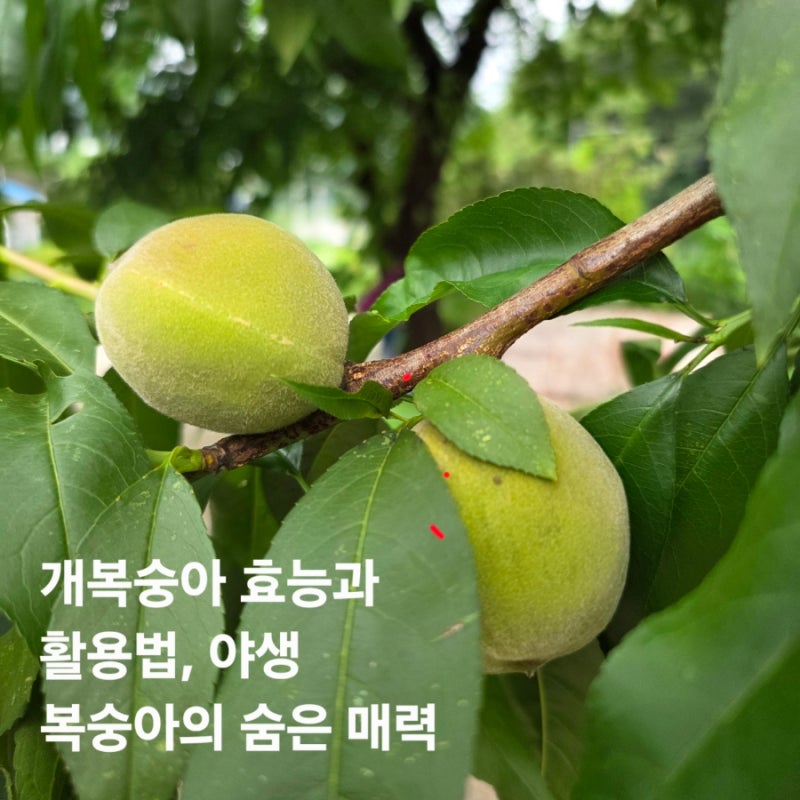 개복숭아 효능과 활용법, 야생 복숭아의 숨은 매력