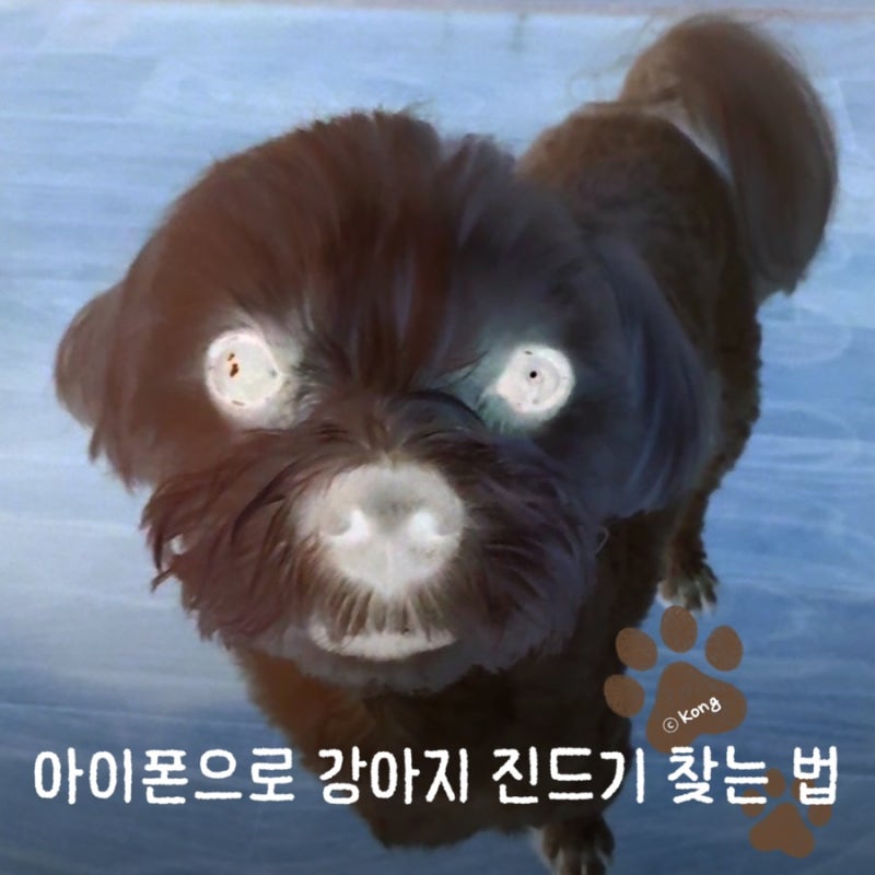강아지 진드기 확인하는 방법, 아이폰 확대기로 집에서도 쉽게 찾기