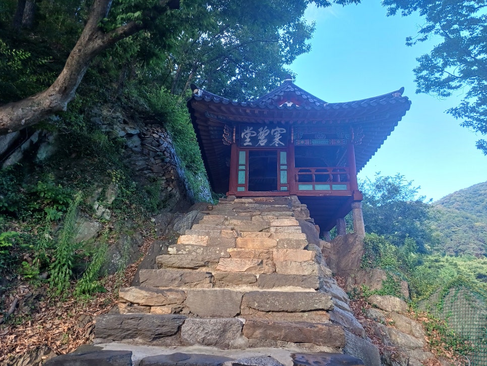 느티나무 사진 1