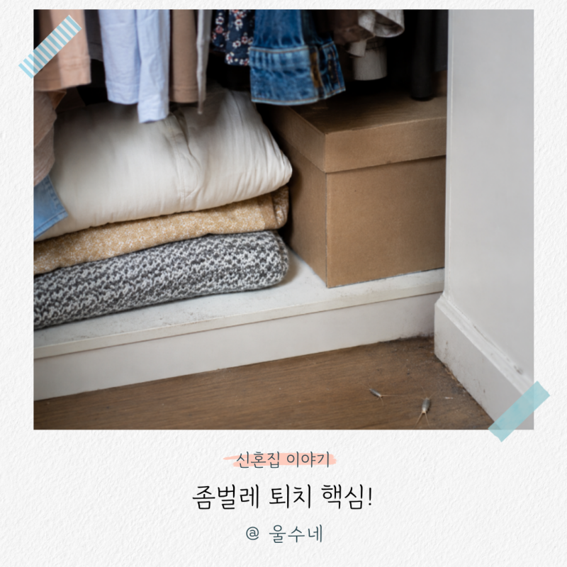좀벌레 퇴치 핵심, 옷장 속 벌레 없애는 현실 팁