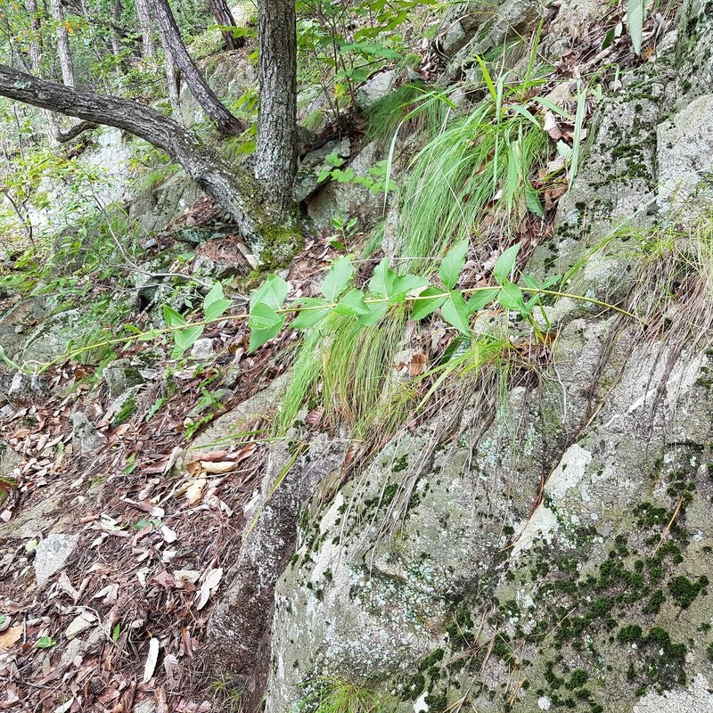 산도라지 손질법과 깨끗하게 세척하여 보관하는 방법