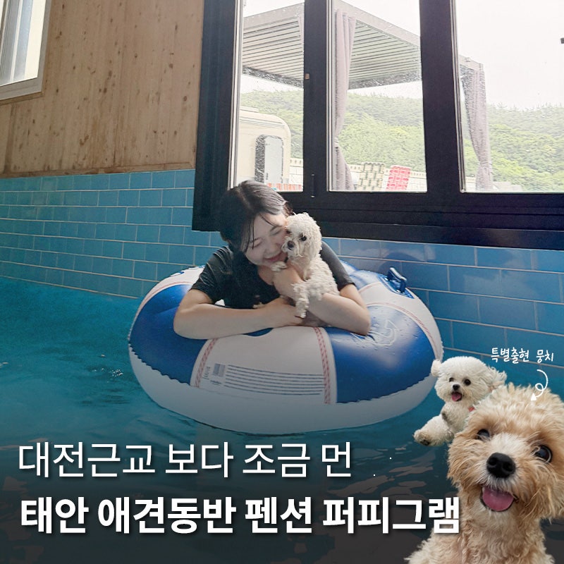 태안 애견동반 펜션 퍼피그램｜대전 근교 다 매진이라 여기까지 옴