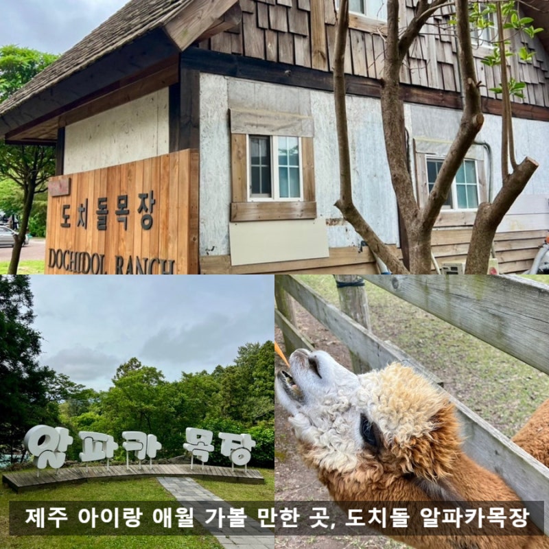 제주도 동물 먹이주기 체험, 아이도 어른도 만족한 애월 여행