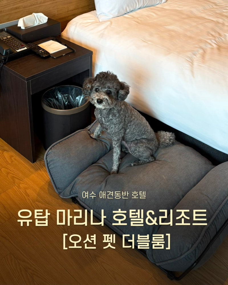 여수애견동반숙소 [유탑 마리나호텔&리조트] 오션펫더블 룸 (+ 여수야시장, 미러볼가든, 기타....