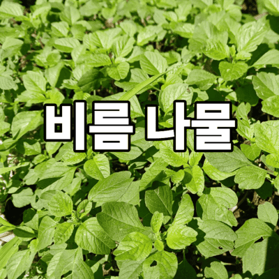 비름나물 6가지 효능과 종류에 대한 총정리