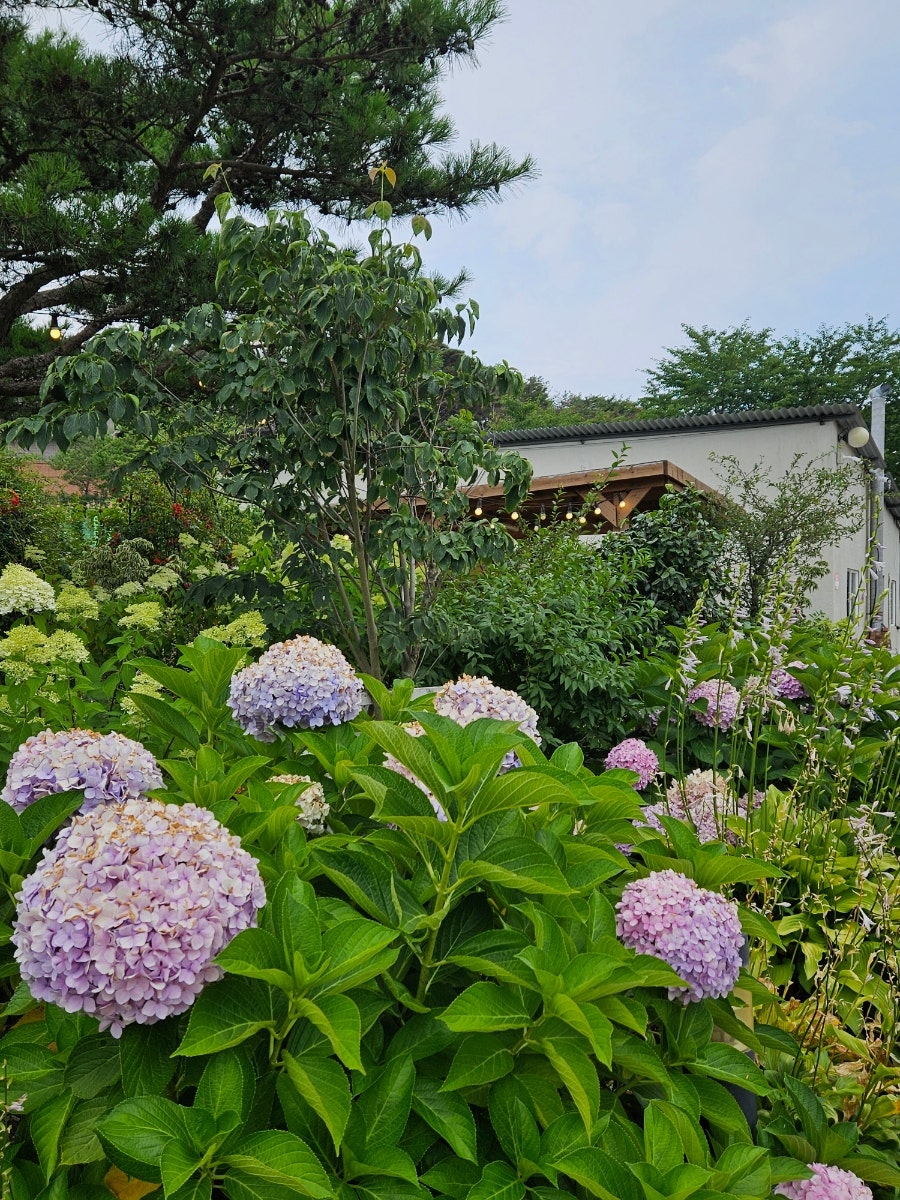 선녀와나무꾼 사진 3