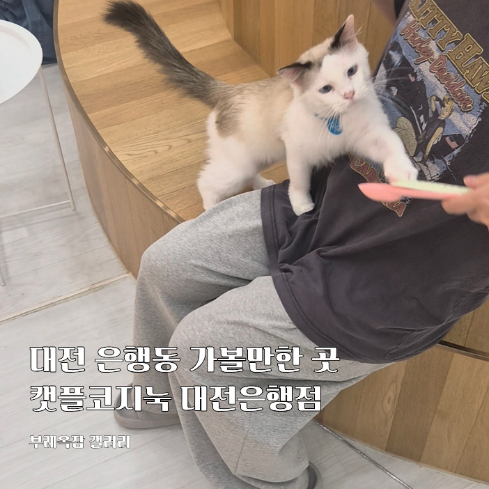 대전가볼만한곳 성심당 근처 은행동 고양이카페 캣플코지눅