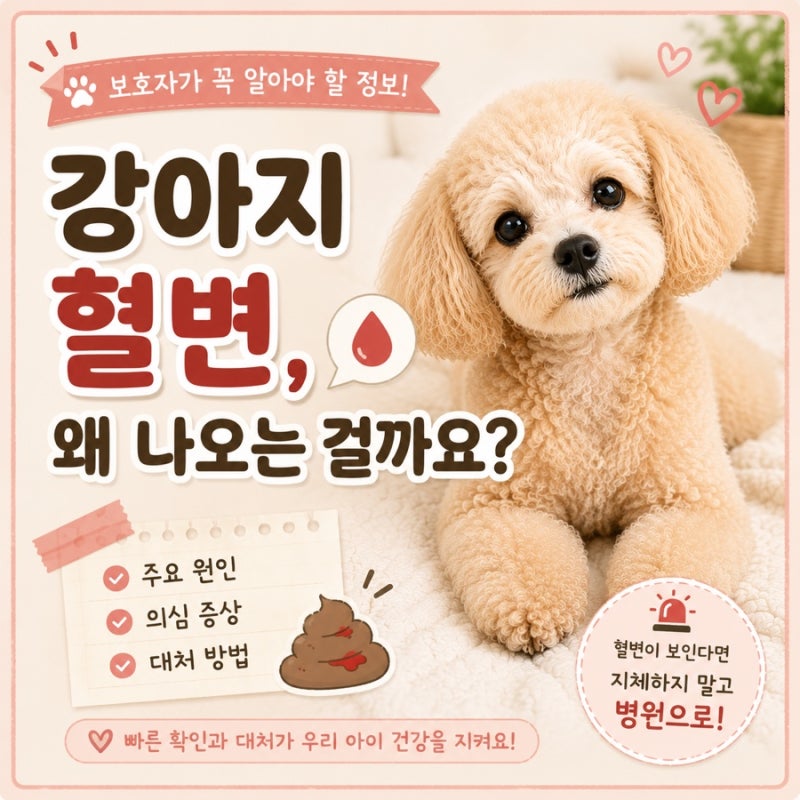 강아지 혈변 왜 나오는 걸까요? 원인과 대처법